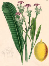 Tanghinia Veneniflua