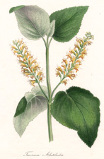 Teucrium Abutiloides
