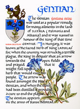 Gentian