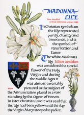 Madonna Lily