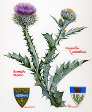 Scottish Thistle