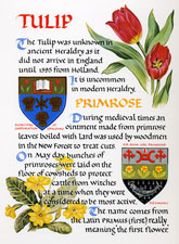 Tulip Primrose