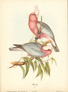 John Gould bird print, circa 1930-1940