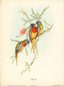 John Gould bird print, circa 1930-1940
