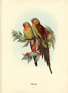 John Gould bird print, circa 1930-1940