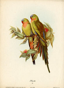 John Gould bird print, circa 1930-1940