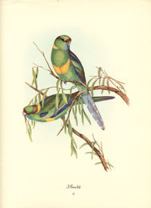 John Gould bird print, circa 1930-1940