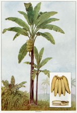 BANANAS