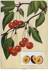 CHERRIES