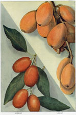 KUMQUAT, LOQUAT