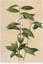 TEA PLANT