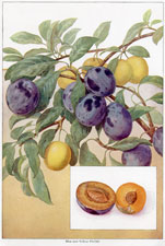 PLUMS