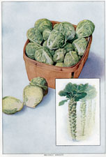 BRUSSELS SPROUTS