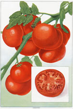 Tomatoes