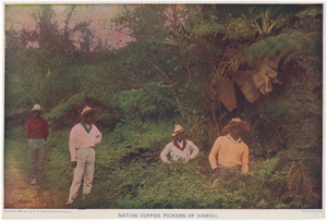 NATIVE COFFEE PICKERS OF HAWAII