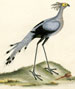 Hayes family bird prints from 1794-1817