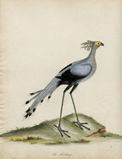 The Secretary bird