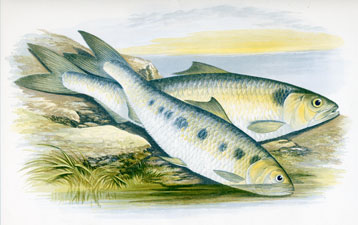 Allis Shad, Twaite Shad