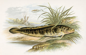 Burbot