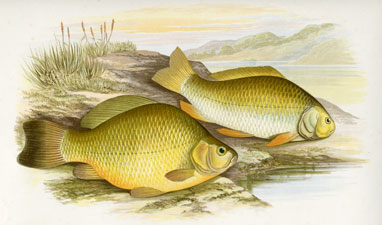 Crucian Carp, Prussian Carp