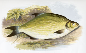 Common Bream