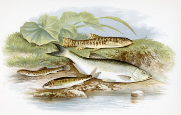 Spined Loach, Minnow, Loach, Bleak