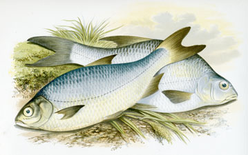 Pomeranian Bream, White Bream