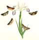 Humphreys British Moths 1849
