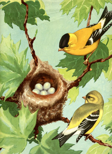 Goldfinches and nest with eggs