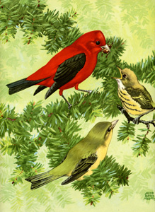 Tanager family
