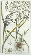 Agrostis cornucopiae Fraser