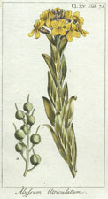 Alyssum Utriculatum