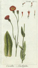 Cacalia Sonchifolia