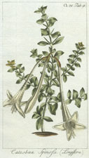 Catesboea Spinosa