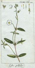 Cistus polifolius