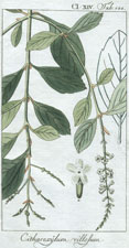 Citharexylum villosum