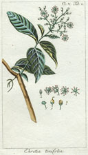 Ehretia tinifolia