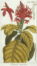 Fusticia coccinea