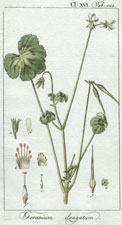 Geranium elongatum