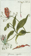 Gloriosa superba