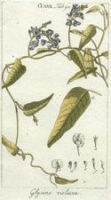 Glycine violacea