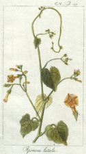 Ipomoea luteola