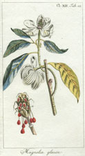 Magnolia glauca