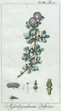 Mesembryanthemum Deltoides