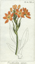 Ornithogalum aureum