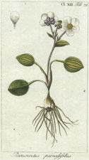 Ranunculus parnassifolius