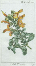 Salvia aurea