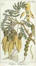 Sophora tetraptera