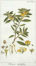 Turnera ulmifolia