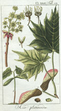 Acer platanoides